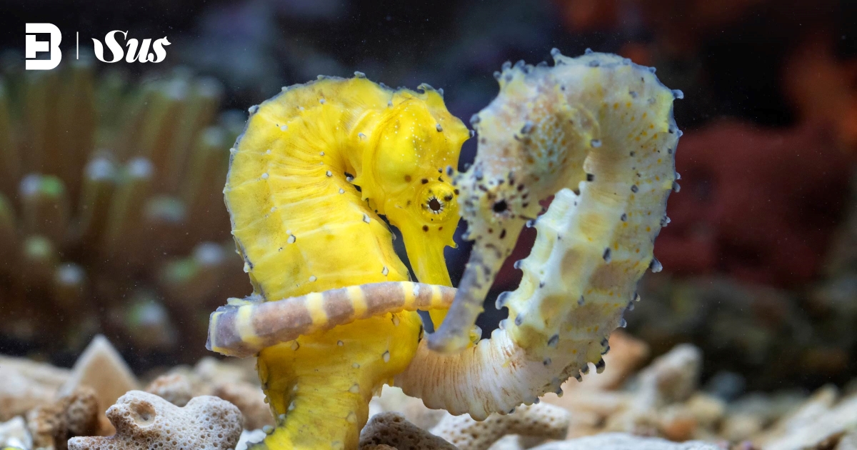 Sherbet Seahorse main image 1