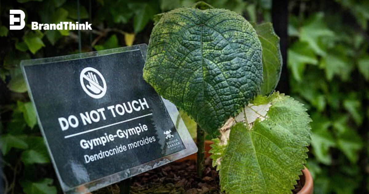 แมนเดรกยังร้องกรี๊ด!! รู้จัก ‘Gympie Gympie’ พืชมีพิษร้ายแรงที่สุดในโลก